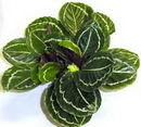 Peacock Plant